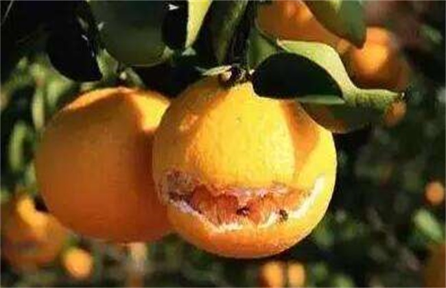脐橙裂果原因及防治方法