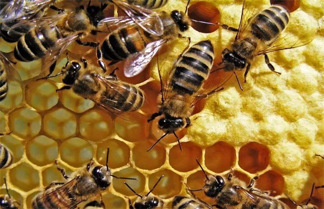 春季中蜂饲养管理要点