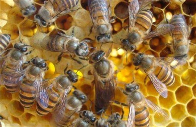 春季 中蜂饲养 管理要点