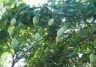 芒果树在北方能种吗