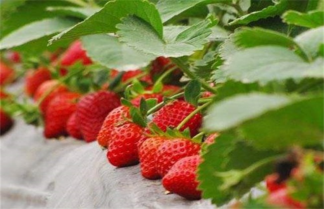 春季草莓怎样防旺长
