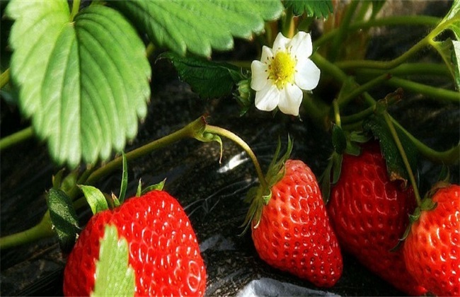 草莓春季管理要点
