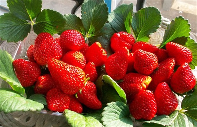 草莓 春季 管理要点
