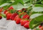 春季草莓怎样防旺长