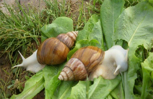 蜗牛有哪些养殖模式