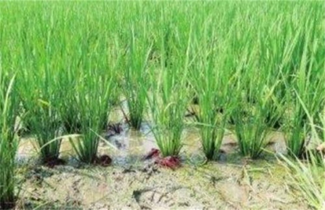 基围虾稻田养殖技术