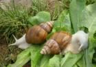 蜗牛有哪些养殖模式