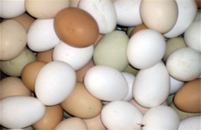 蛋鸡蛋壳变白是什么原因