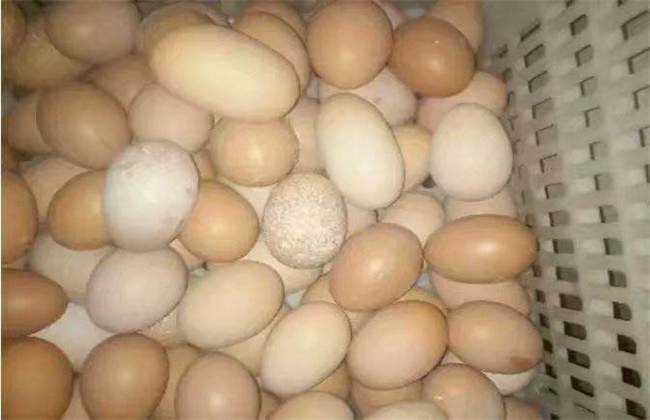 蛋鸡蛋壳变白是什么原因