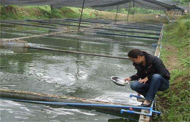 泥鳅 养殖 技术要点