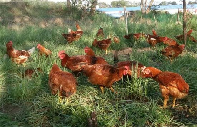 散养鸡 养殖 方法