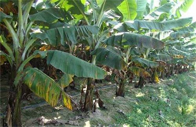 香蕉叶斑病的防治技术