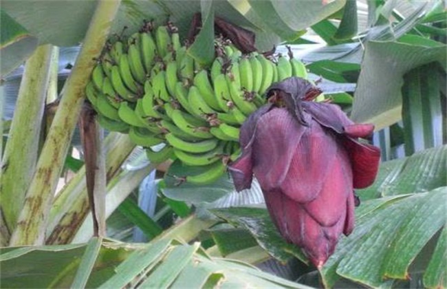 香蕉抽蕾期管理要点