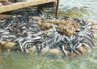 鳗鱼养殖条件