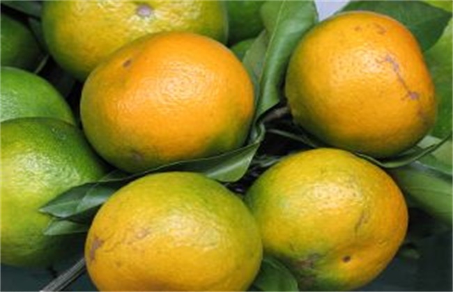 柑橘返青是什么原因造成的