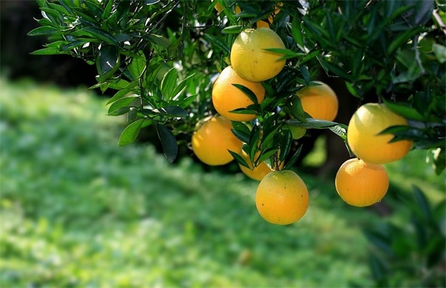 柑橘返青是什么原因造成