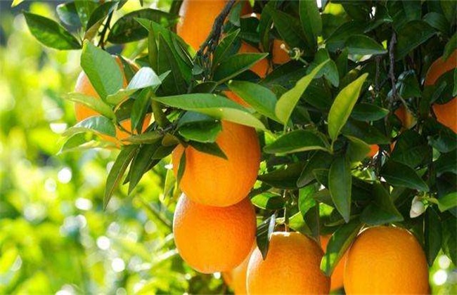 褚橙 种植 技术
