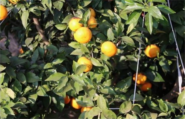 褚橙 种植 技术