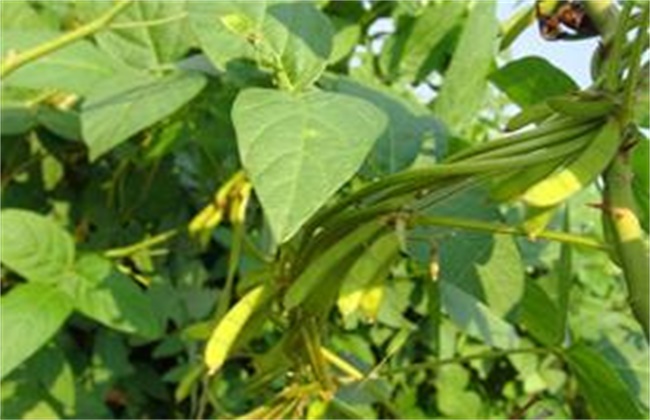 大豆秕粒原因及防治方法