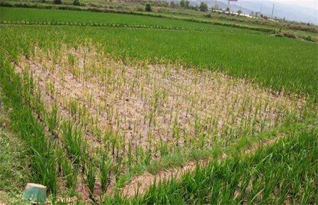 水稻药害症状及防治方法