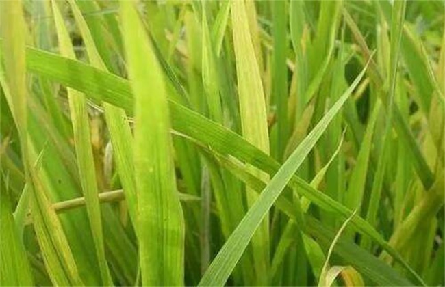 水稻缺肥症状图片图片