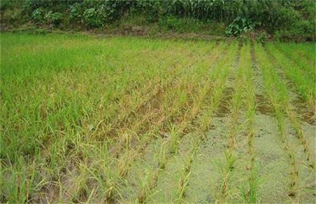 水稻肥害症状及防治措施