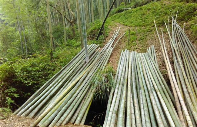 毛竹 种植 技术
