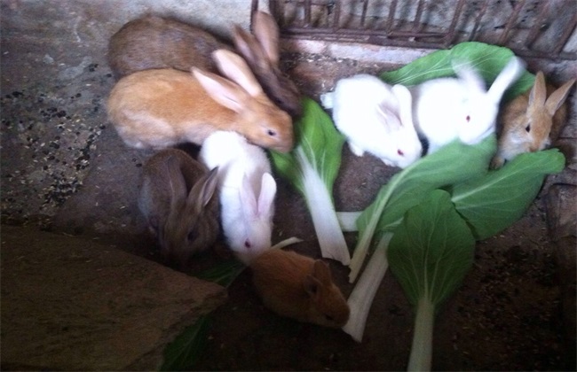 如何提高 兔子 繁殖率