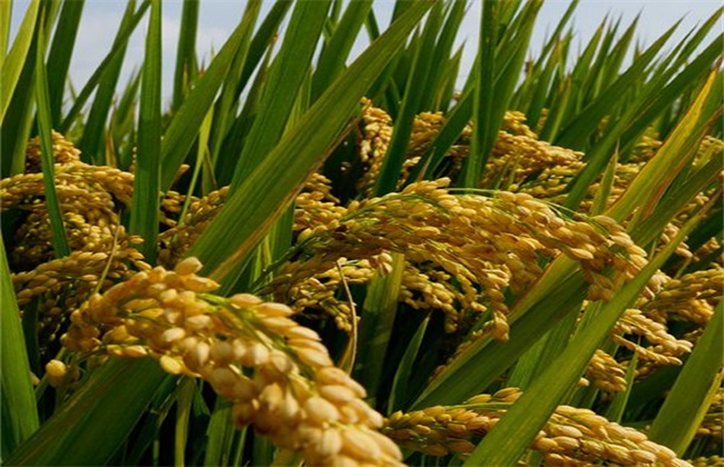 杂交水稻 高产栽培 技术