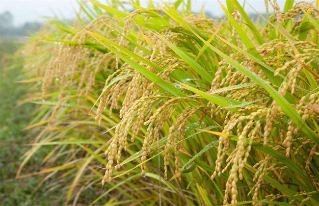 杂交水稻 高产栽培 技术