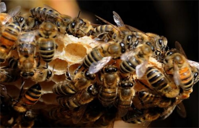 蜜蜂自然分蜂的原因