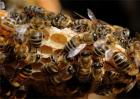 蜜蜂自然分蜂的原因