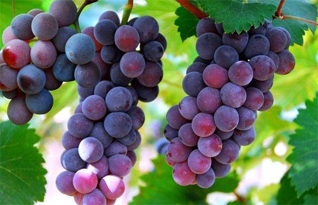 葡萄 种植 技术