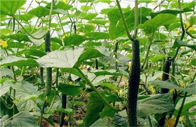 黄瓜种植技术