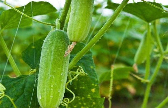 黄瓜种植技术
