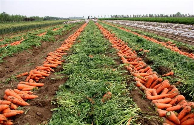胡萝卜的种植技术