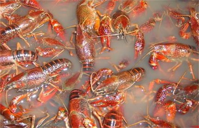 小龙虾 养殖 技术