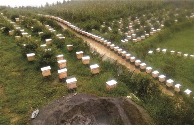 蜜蜂 养殖 技术