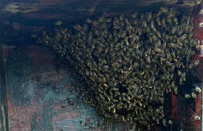 蜜蜂 养殖 技术