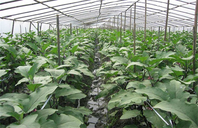 大棚茄子种植管理技术