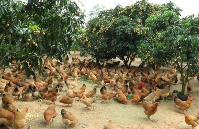 林下养鸡饲养管理技术