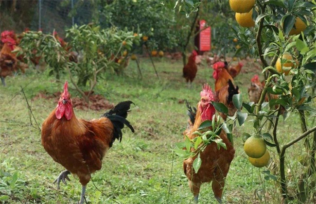 林下养鸡 饲养管理 技术