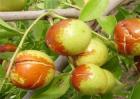 枣树裂果原因及防治措施