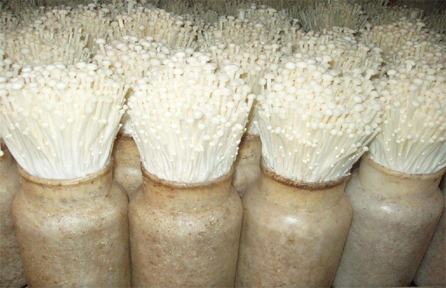 金针菇 栽培 技术