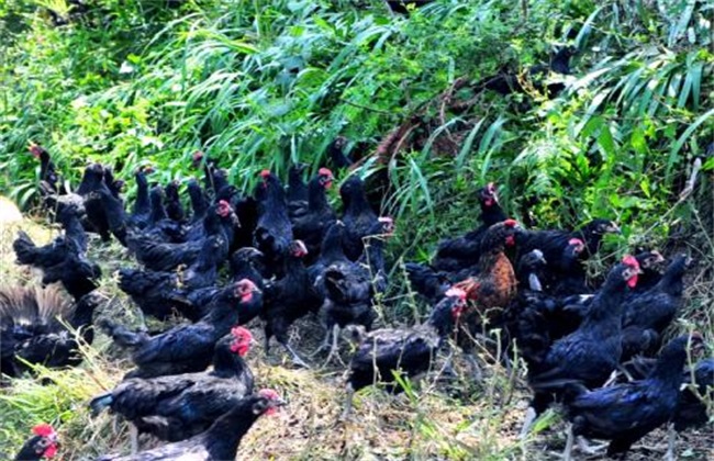 林下养鸡常见问题