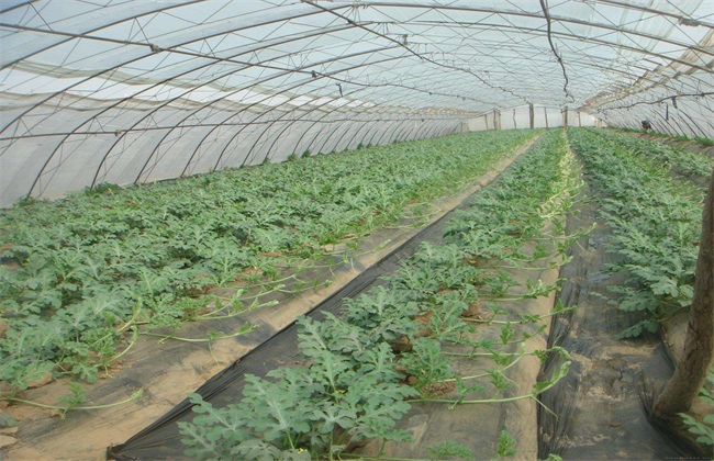 大棚西瓜 种植 技术