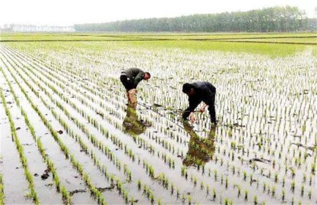 如何缩短水稻缓慢期
