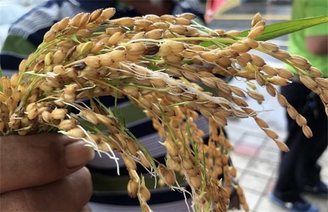 水稻穗发芽原因及预防方法