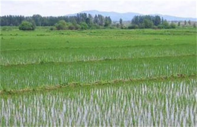 水稻返青期管理技术