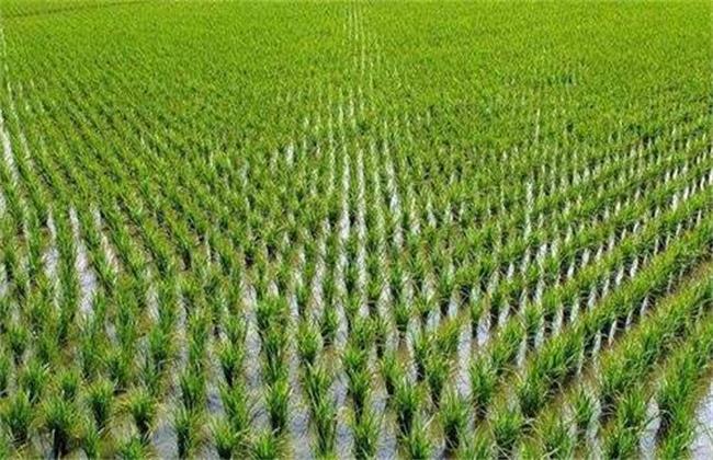 水稻种植后生长缓慢的原因